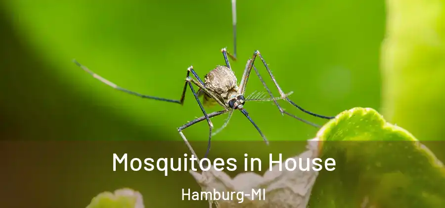 Mosquitoes in House Hamburg-MI