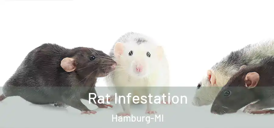 Rat Infestation Hamburg-MI