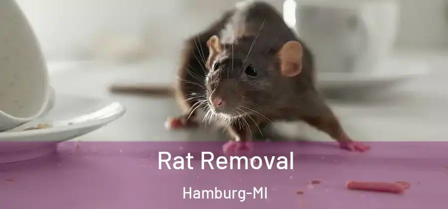 Rat Removal Hamburg-MI