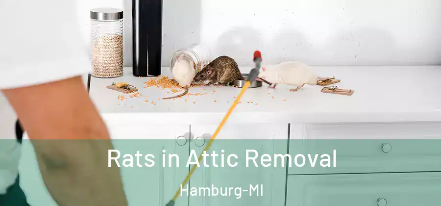 Rats in Attic Removal Hamburg-MI