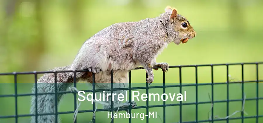 Squirrel Removal Hamburg-MI