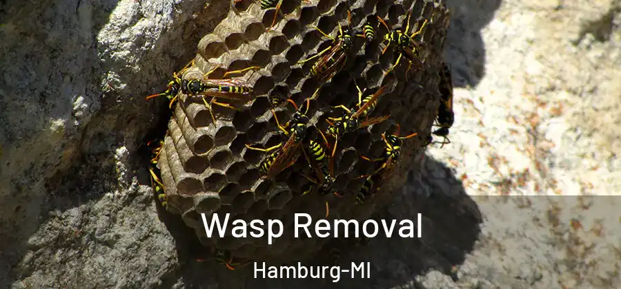  Wasp Removal Hamburg-MI